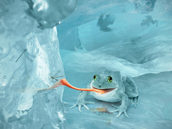 Photoshop Tutorial: Arctic Snow Frog