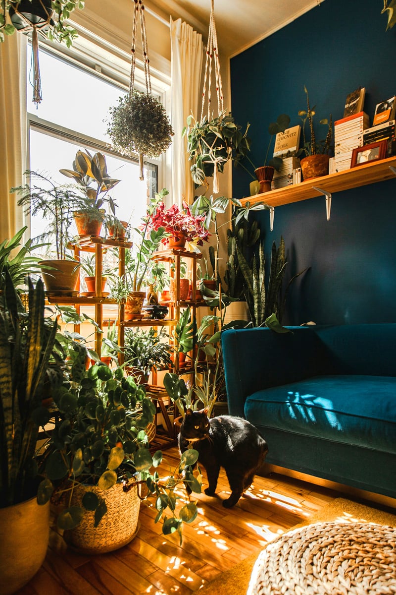 room with potted plants