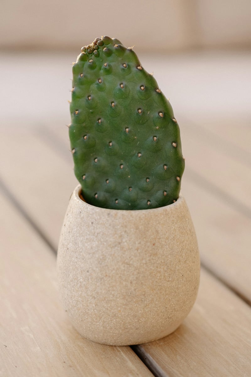 3 Mini Potted Plant