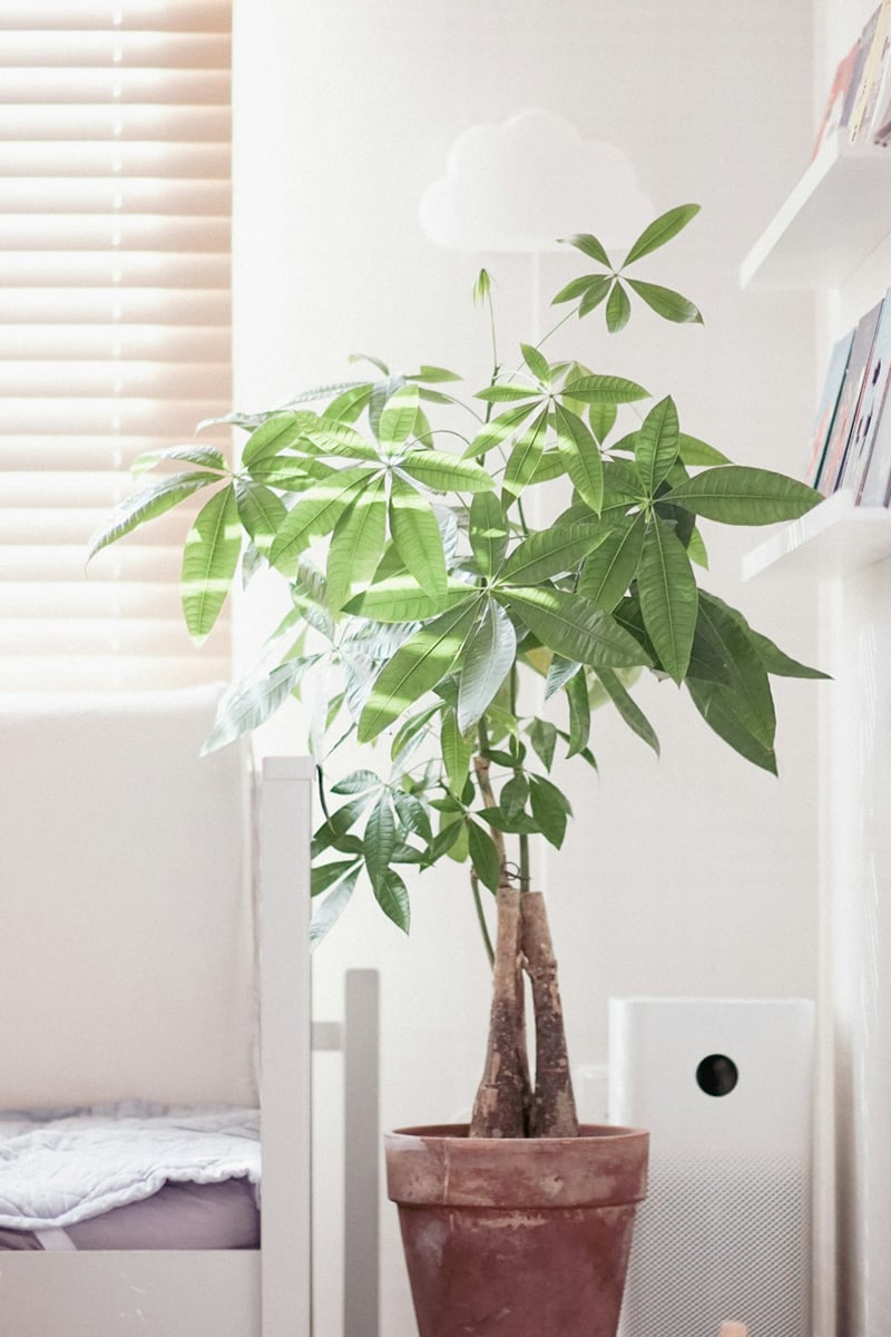 Indoor Plant in Terracotta Pot