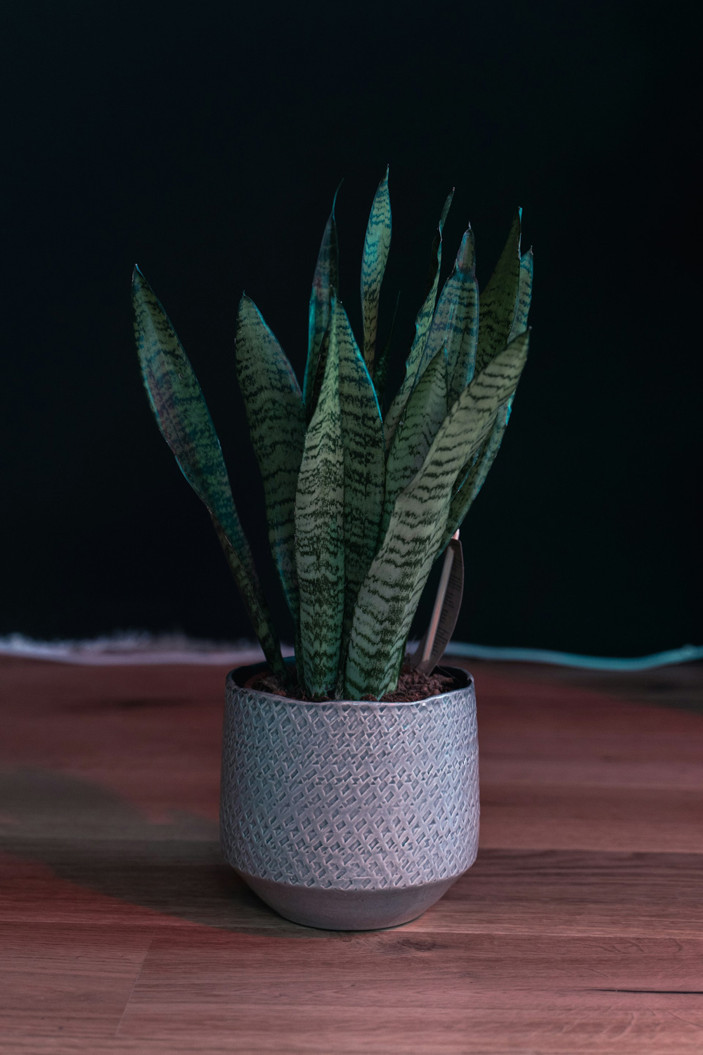 plant in a dark moody living room