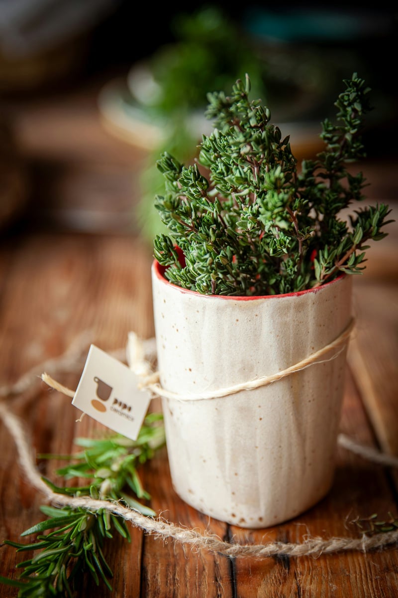thyme plant in ceramic pot