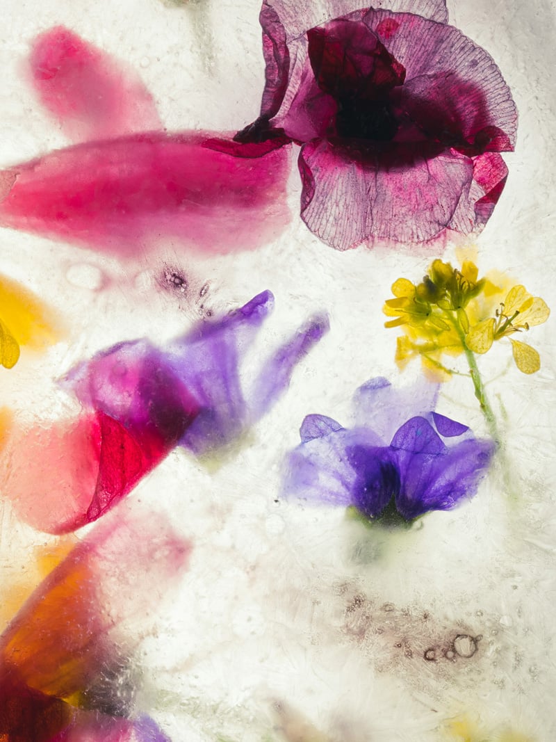 botanical art pink purple yellow flowers