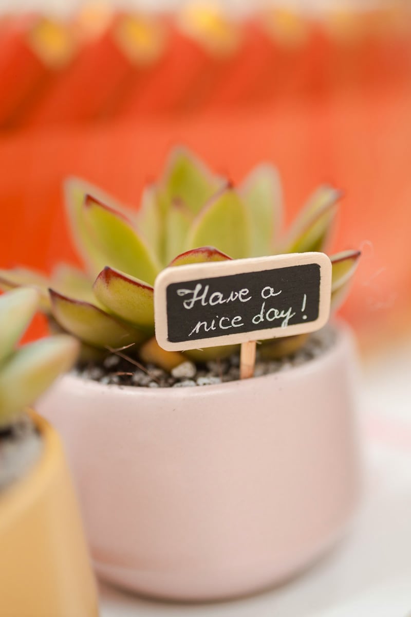 green plant in pink pot