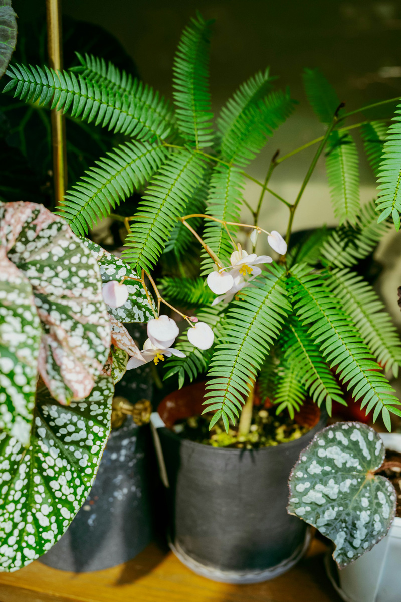 green plants in grey pots