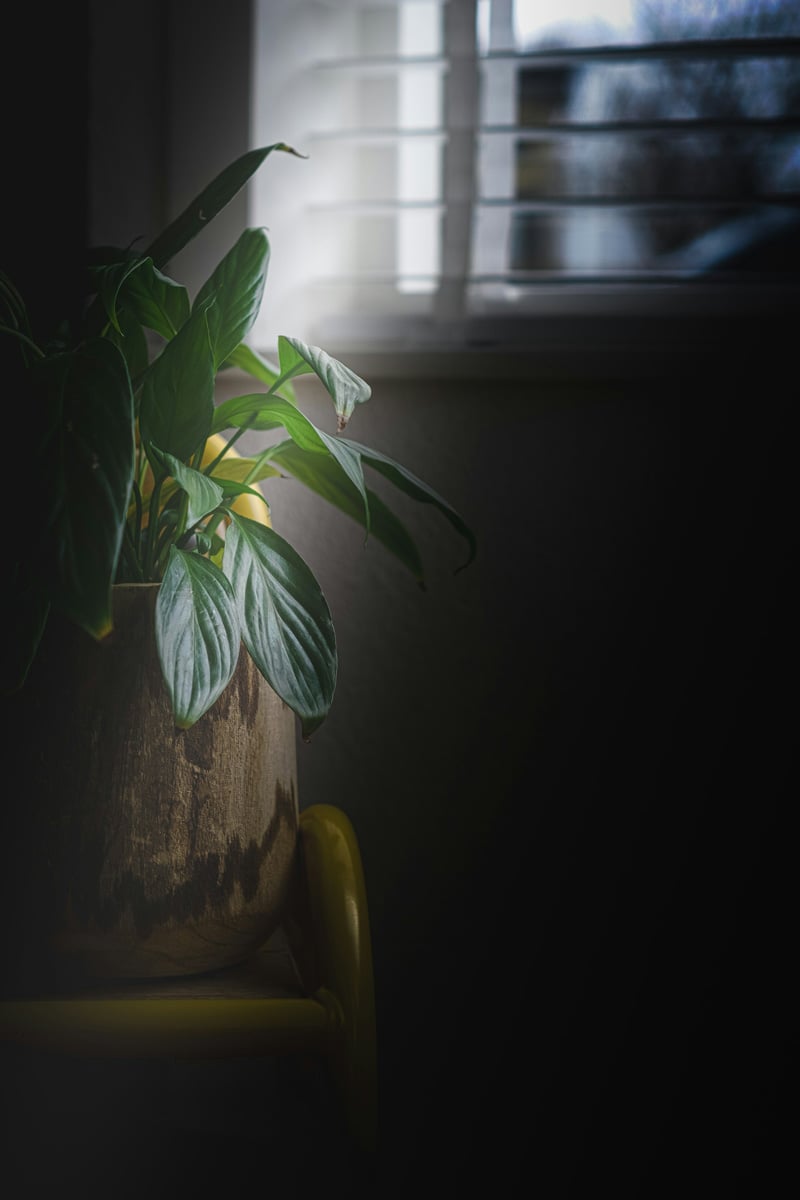 big plant in dark pot