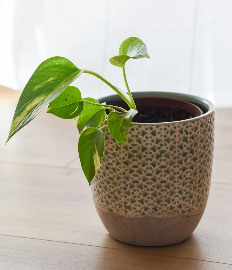 Pothos plant ceramic pot