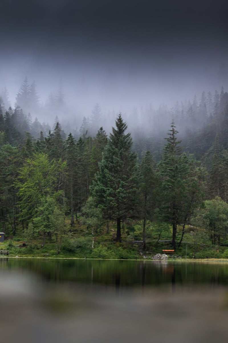 misty forest lake
