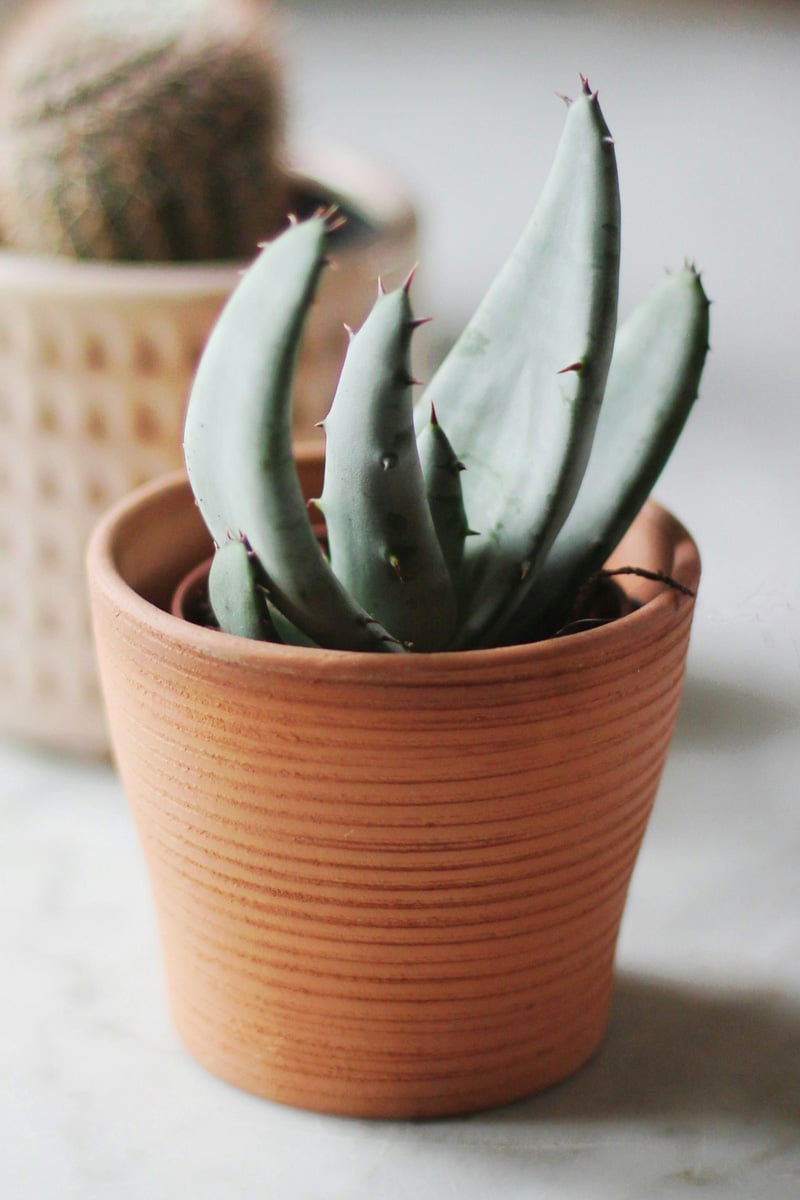 small plant in earthy matte pot