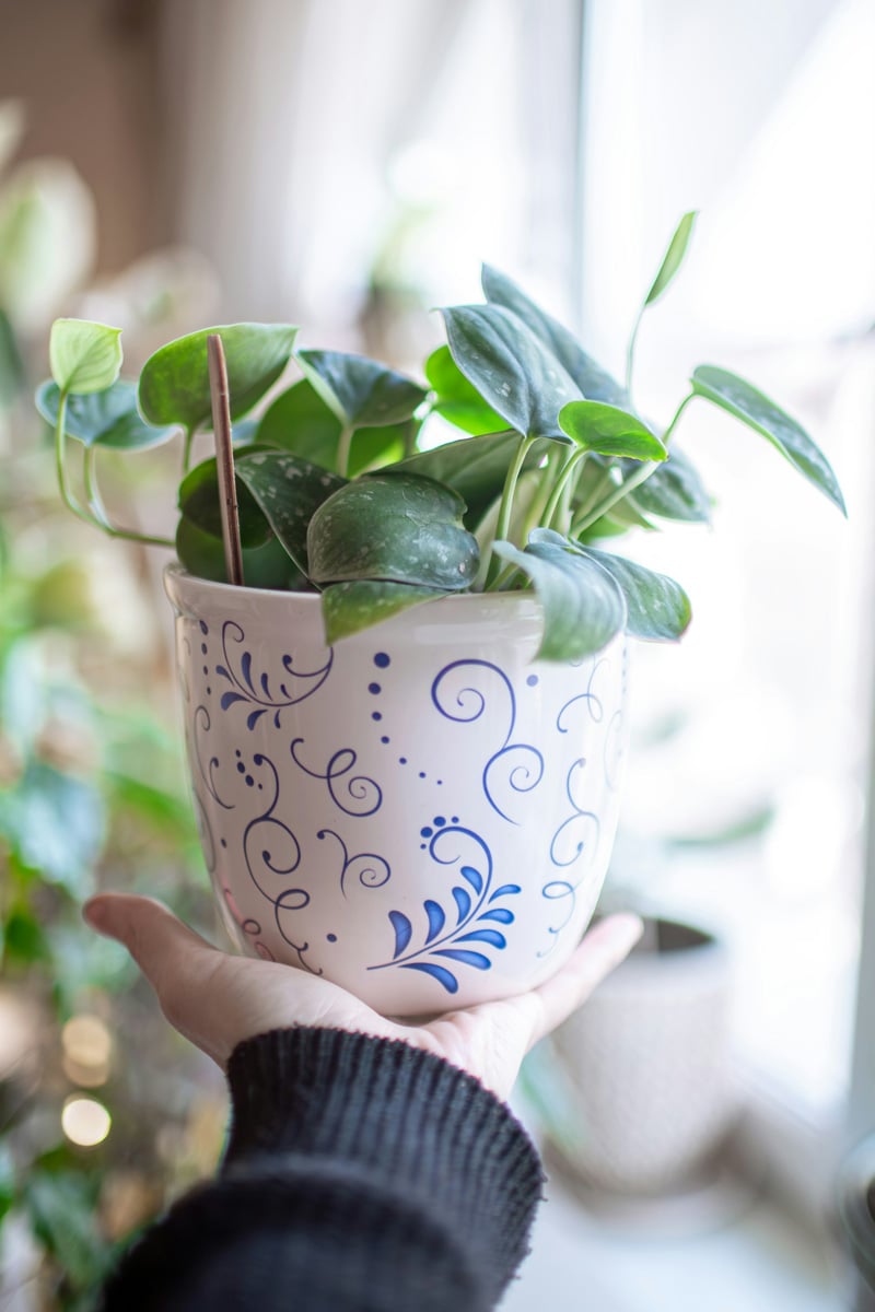 small pothos plant in blue and white pot