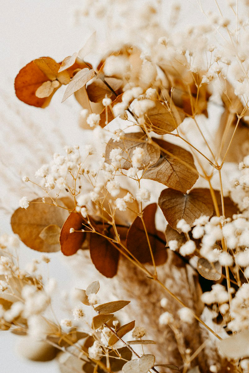 Dried Plants and Flowers