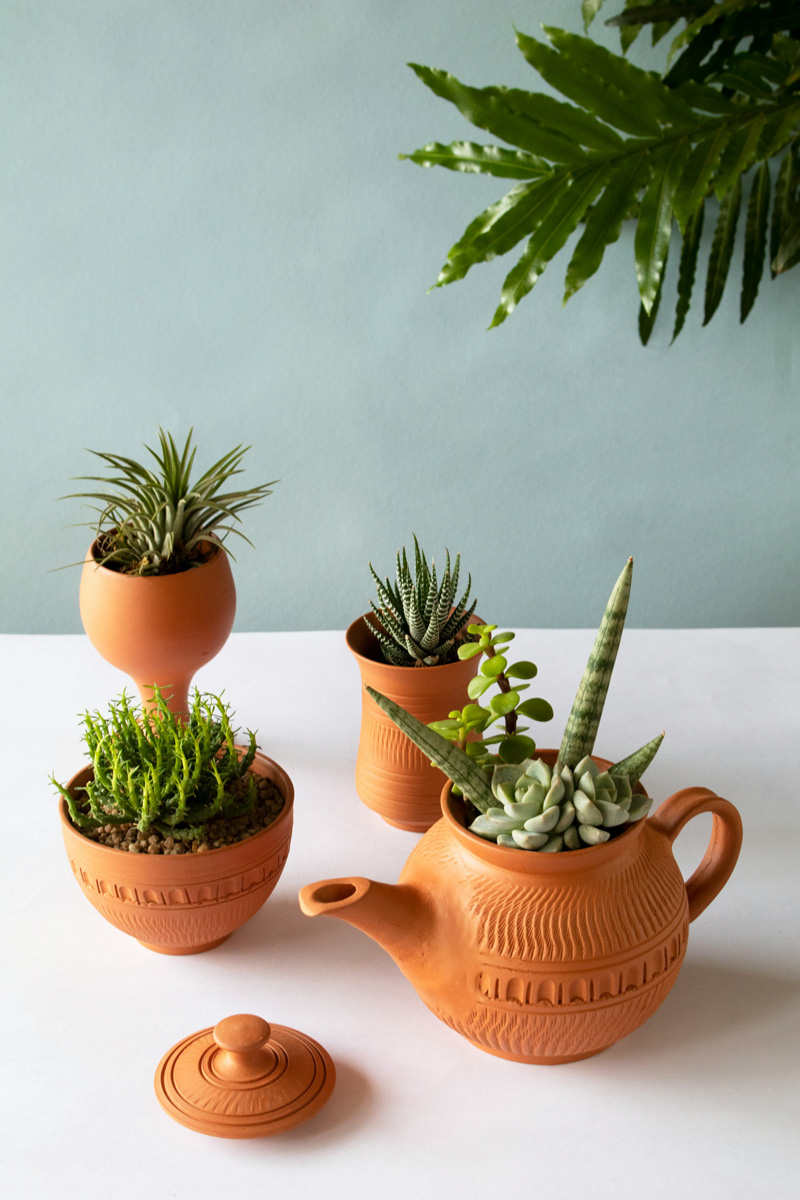 green plants in terracotta pots